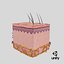 3D skin anatomy model