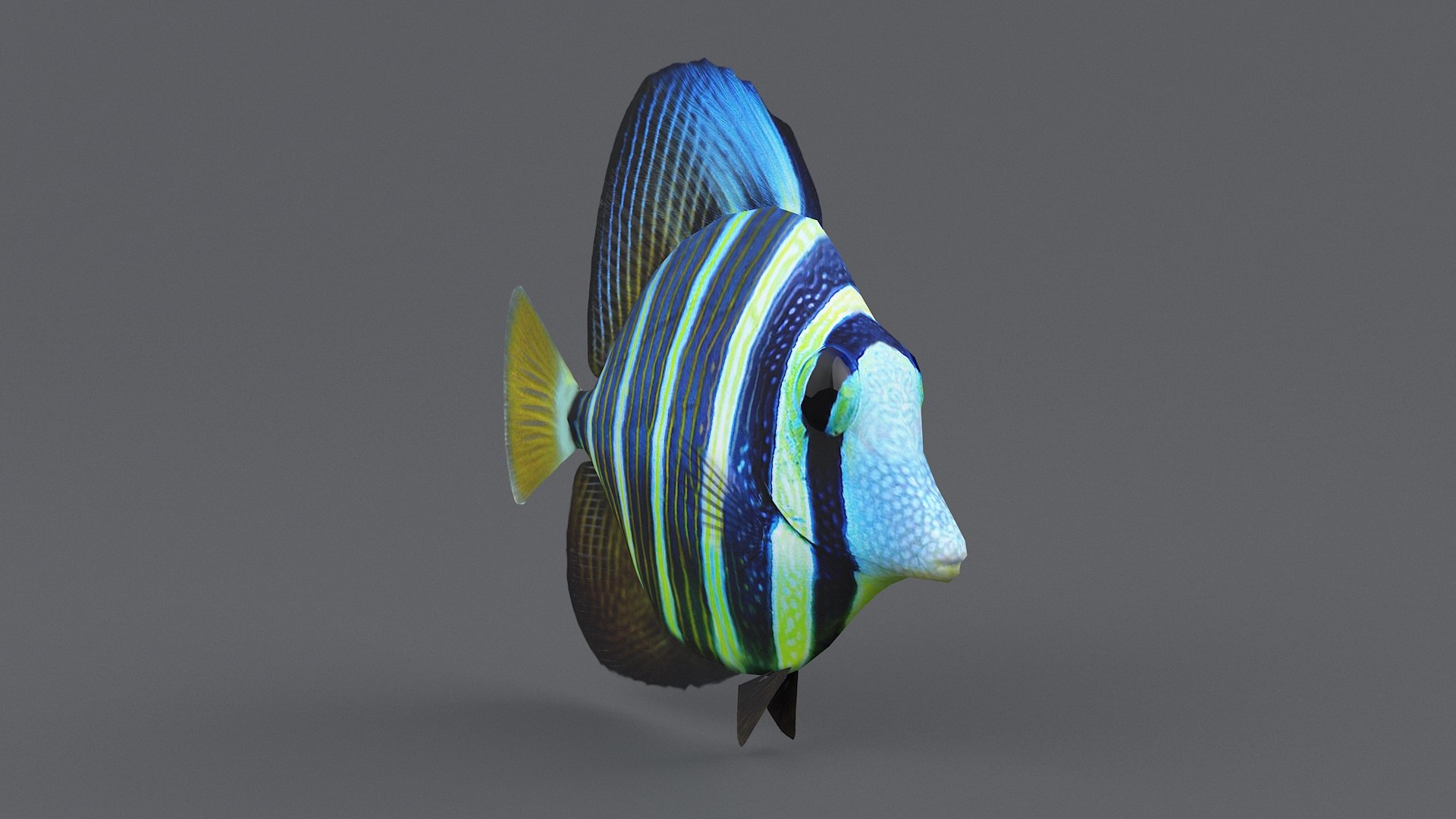 3D zebrasoma coral reef fish https://p.turbosquid.com/ts-thumb/V3/7mGk4O/1oCZkeGQ/zebrasoma_12/jpg/1578652608/1920x1080/fit_q87/5b7161eae3cd69d80c9d4d7d7d4aa457fd5d3c39/zebrasoma_12.jpg