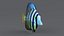 Zebrasoma Coral Reef Fish
