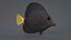 Zebrasoma Coral Reef Fish