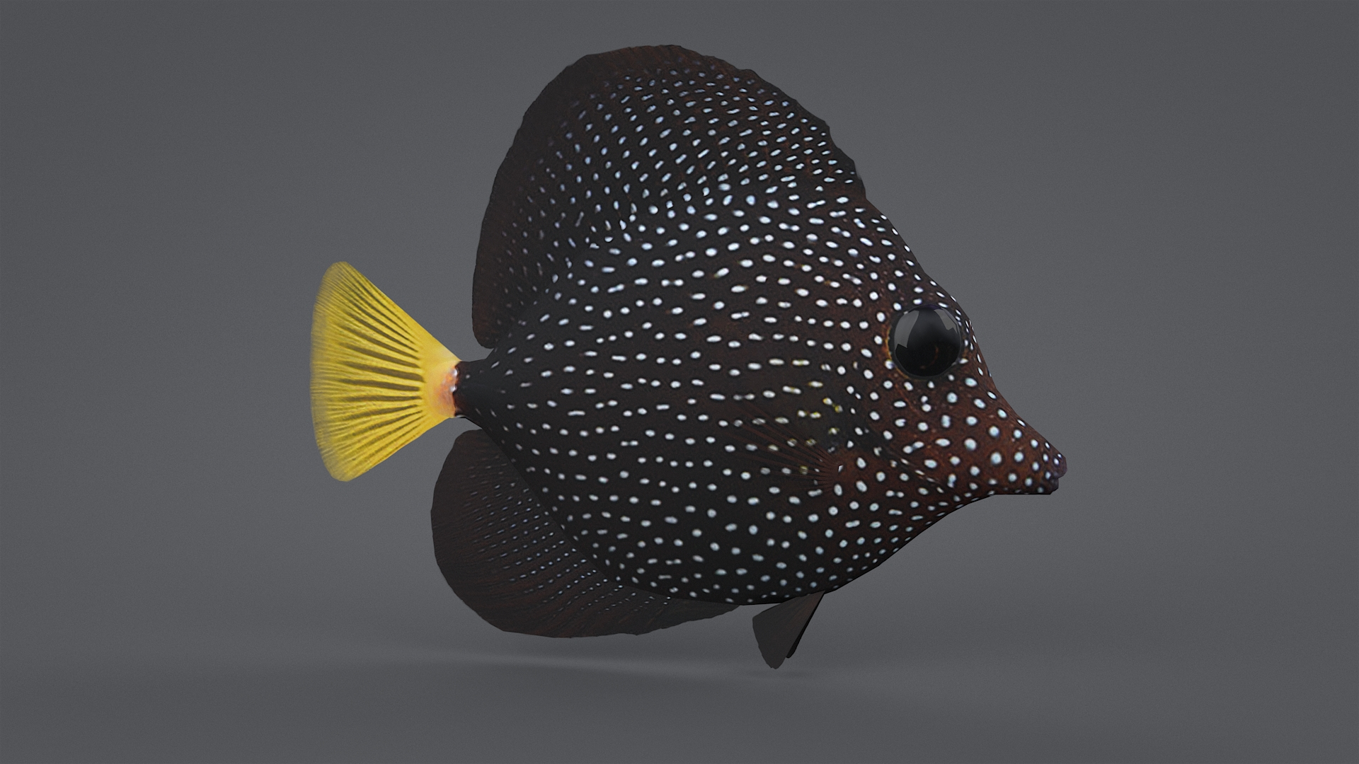 3D zebrasoma coral reef fish https://p.turbosquid.com/ts-thumb/V3/7mGk4O/2Xigsclq/zebrasomatbb/jpg/1578652728/1920x1080/turn_fit_q99/10c3ee426e2061add96afe6f70804803876f74a6/zebrasomatbb-1.jpg