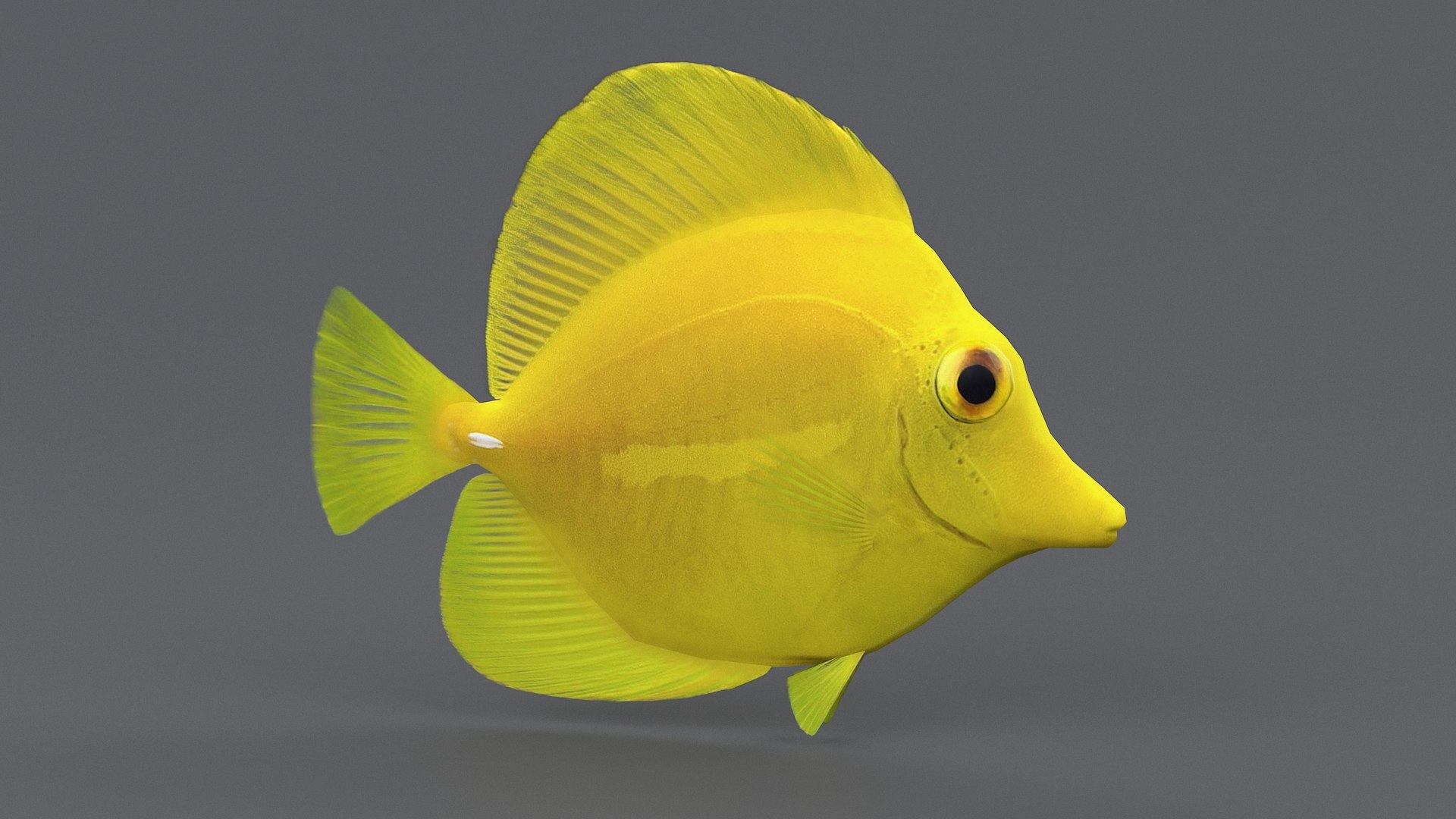 3D zebrasoma coral reef fish https://p.turbosquid.com/ts-thumb/V3/7mGk4O/6V1jrJI1/zebrasoma_03/jpg/1578652607/1920x1080/fit_q87/b426b3122ff568acf549735a1ac8c87dfa58db90/zebrasoma_03.jpg