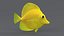 Zebrasoma Coral Reef Fish