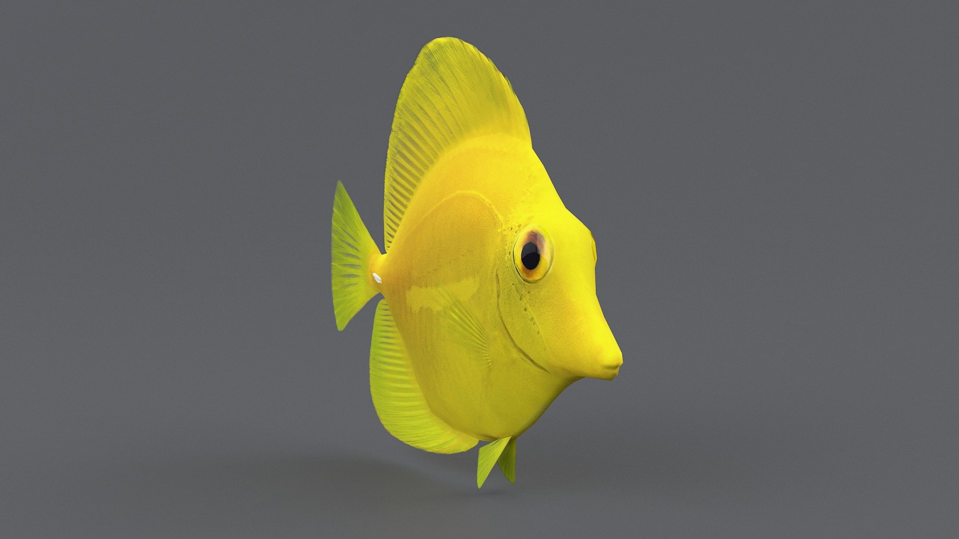 3D zebrasoma coral reef fish https://p.turbosquid.com/ts-thumb/V3/7mGk4O/6bFJQWfm/zebrasoma_04/jpg/1578652607/1920x1080/fit_q87/9b9ce5c4e00b74aa963c80fecdf683cc04c1966f/zebrasoma_04.jpg