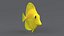 Zebrasoma Coral Reef Fish