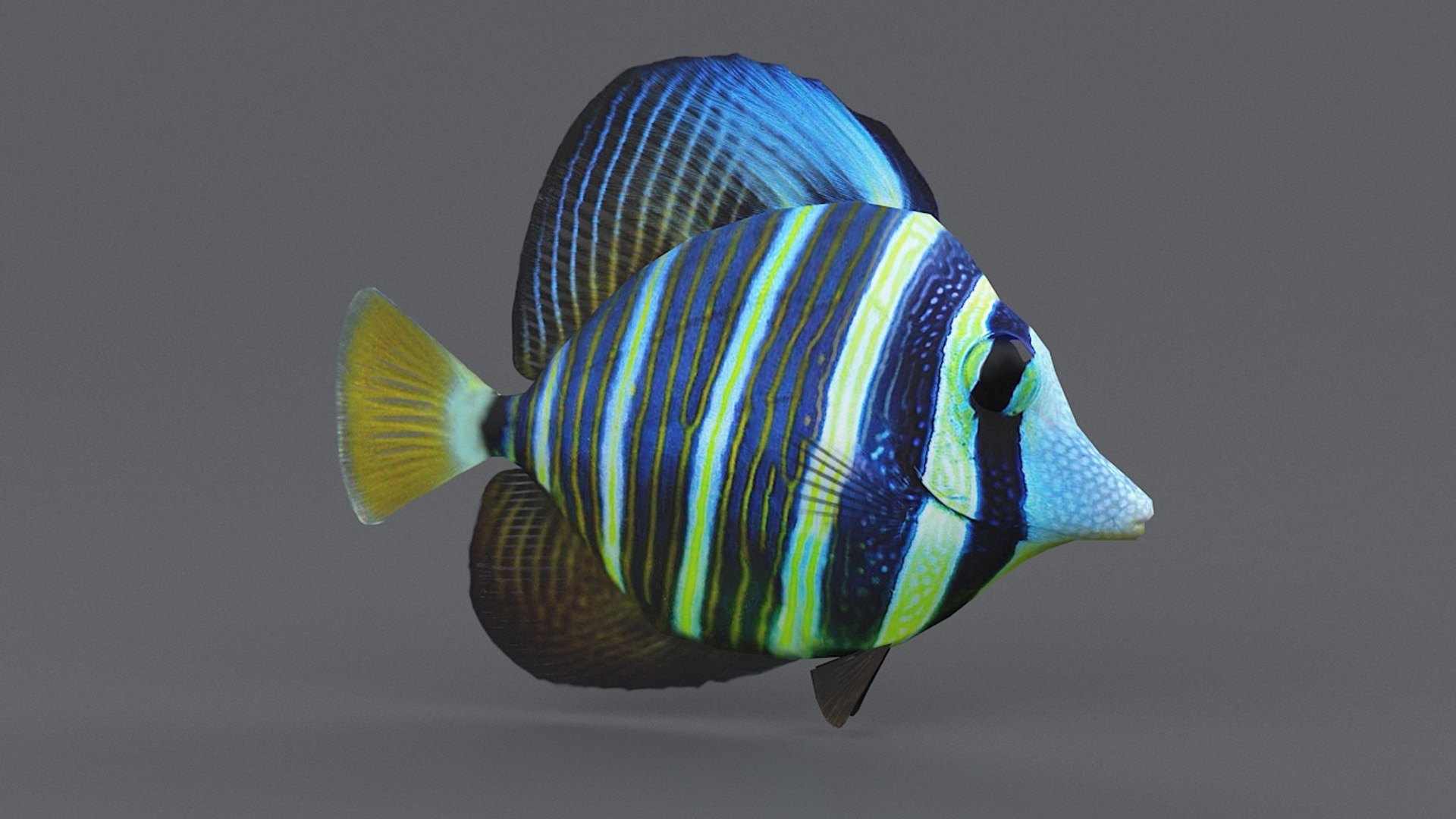 3D zebrasoma coral reef fish https://p.turbosquid.com/ts-thumb/V3/7mGk4O/LbdIqhJ5/zebrasoma_11/jpg/1578652608/1920x1080/fit_q87/ff232ee3893e05d125352278ccc1db6cb88959b9/zebrasoma_11.jpg