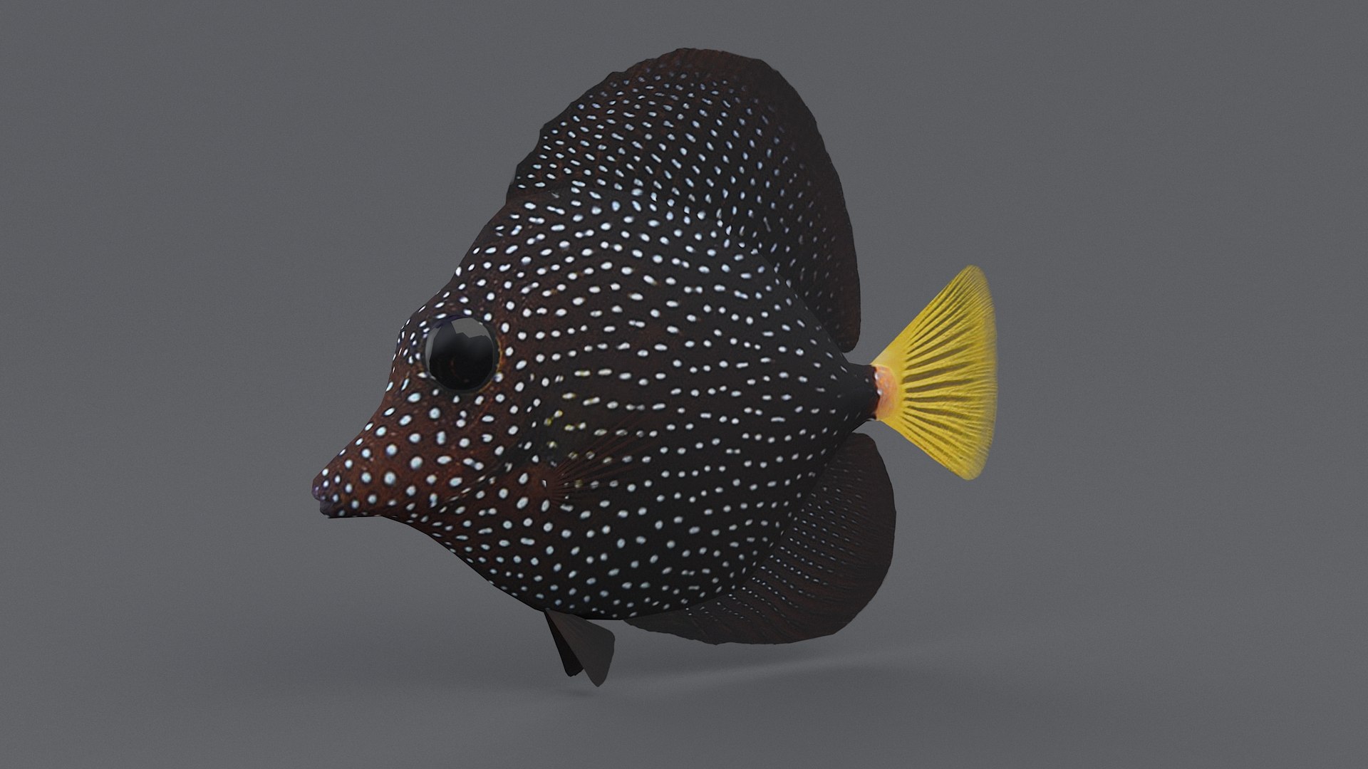 3D zebrasoma coral reef fish https://p.turbosquid.com/ts-thumb/V3/7mGk4O/XNRTOpzS/zebrasoma_10/jpg/1578652608/1920x1080/fit_q87/a8a5f6c0716f44fc572c1f26d33365866ead4ad1/zebrasoma_10.jpg