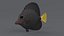 Zebrasoma Coral Reef Fish