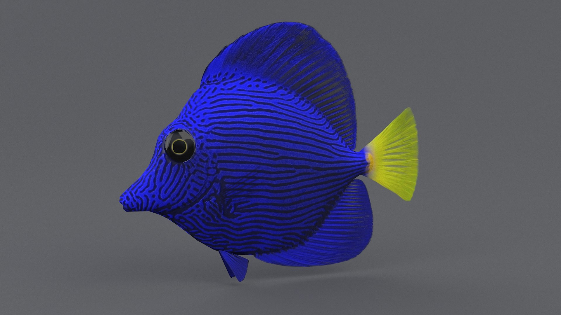 3D zebrasoma coral reef fish https://p.turbosquid.com/ts-thumb/V3/7mGk4O/XhctT6Hv/zebrasoma_16/jpg/1578652608/1920x1080/fit_q87/8781b082aa73f221719100b035a51a284562dc7a/zebrasoma_16.jpg