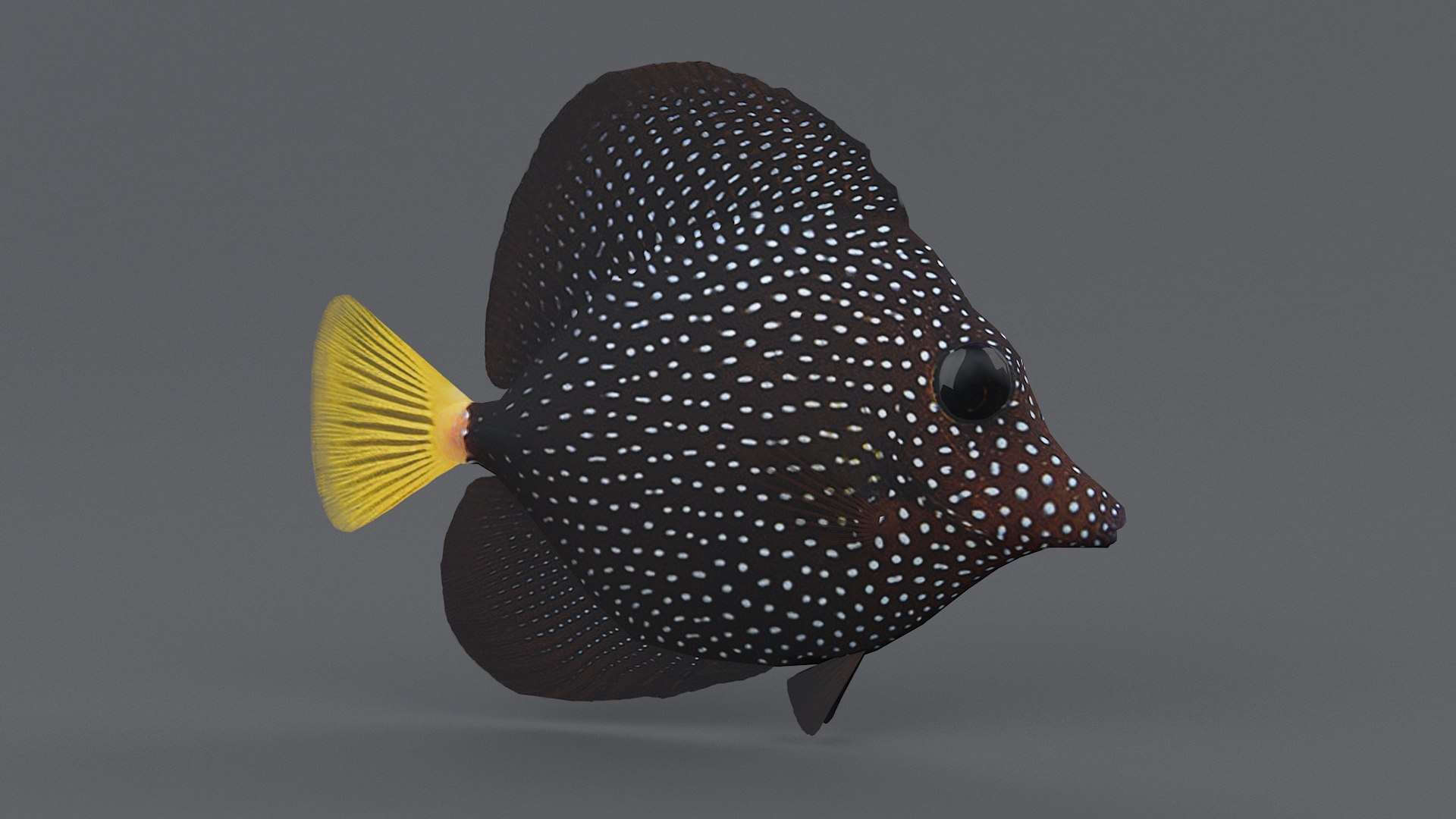 3D zebrasoma coral reef fish https://p.turbosquid.com/ts-thumb/V3/7mGk4O/bDxtKajH/zebrasoma_08/jpg/1578652607/1920x1080/fit_q87/34a1c563af588ea8f0d67a13aa1ba7f5269c8ed5/zebrasoma_08.jpg