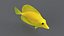 Zebrasoma Coral Reef Fish