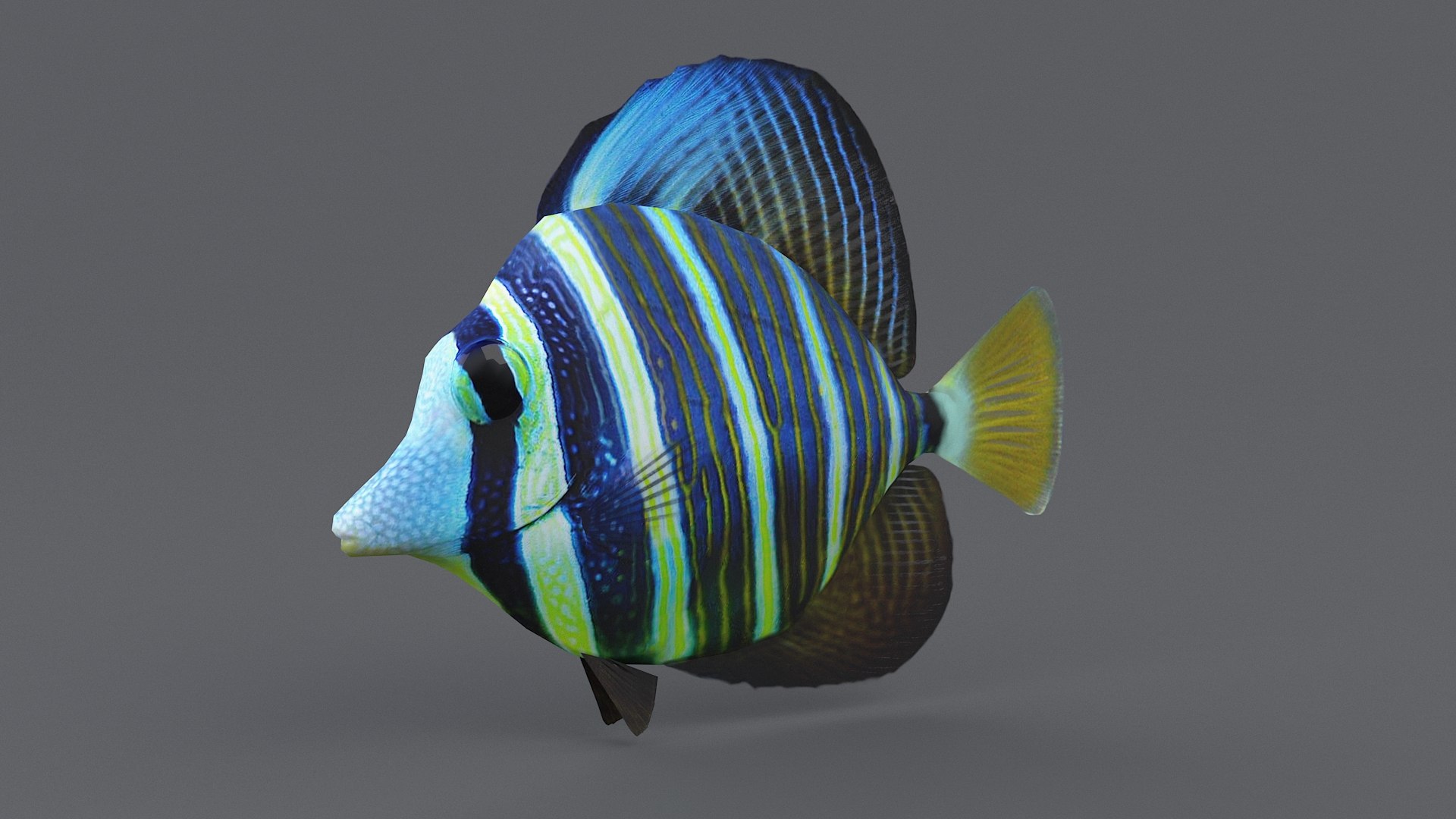 3D zebrasoma coral reef fish https://p.turbosquid.com/ts-thumb/V3/7mGk4O/exT215zx/zebrasoma_13/jpg/1578652608/1920x1080/fit_q87/26beff9b096bf935cdb8f9094117447a1170aff1/zebrasoma_13.jpg