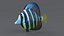 Zebrasoma Coral Reef Fish