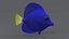 Zebrasoma Coral Reef Fish