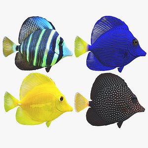 Zebrasoma Coral Reef Fish