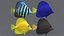 Zebrasoma Coral Reef Fish