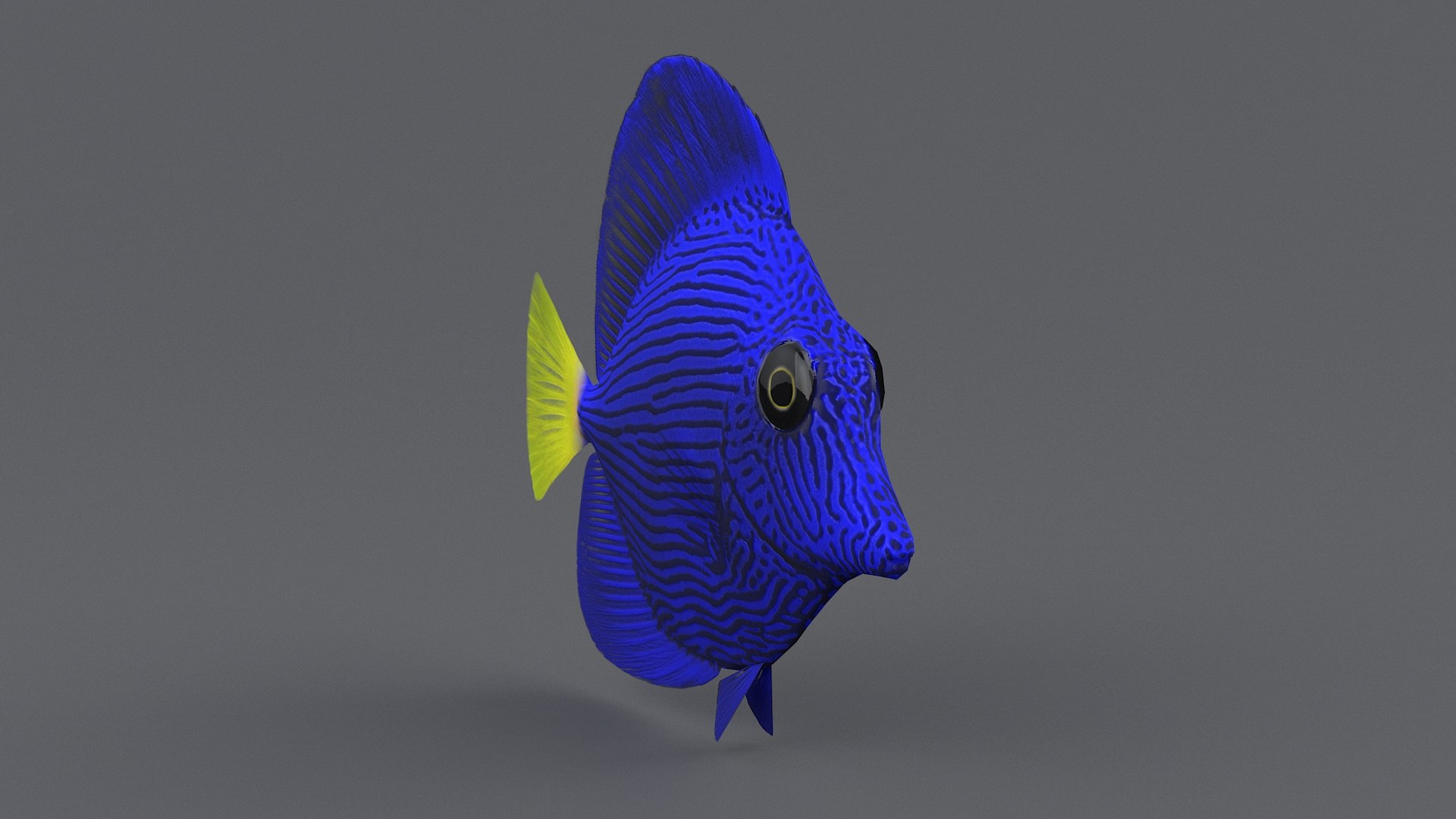 3D zebrasoma coral reef fish https://p.turbosquid.com/ts-thumb/V3/7mGk4O/kpDl8LAQ/zebrasoma_15/jpg/1578652608/1920x1080/fit_q87/7033f61e6d136debb648e9fcdd361048de43afa6/zebrasoma_15.jpg