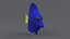 Zebrasoma Coral Reef Fish