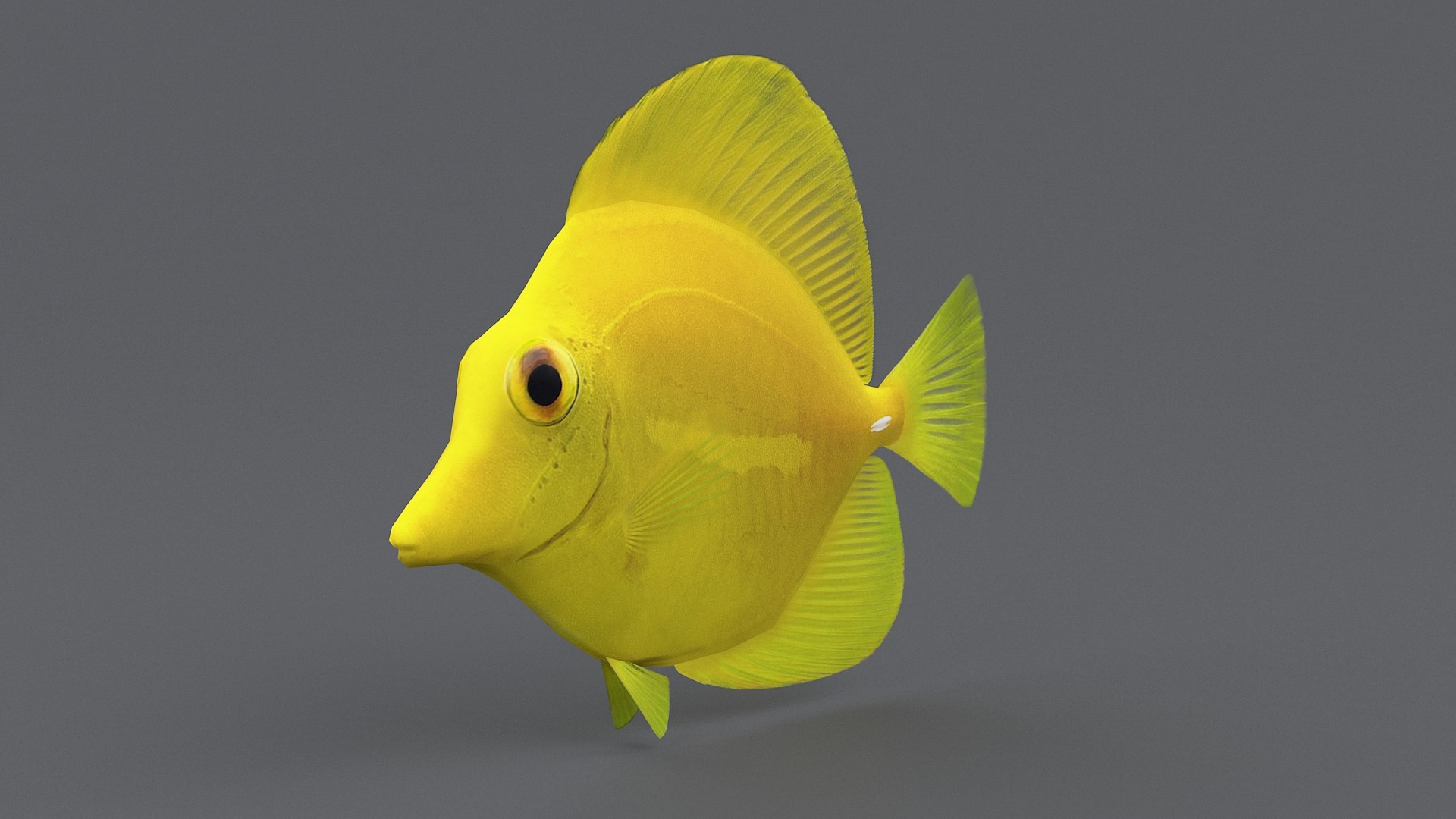 3D zebrasoma coral reef fish https://p.turbosquid.com/ts-thumb/V3/7mGk4O/oDMGVG9L/zebrasoma_05/jpg/1578652607/1920x1080/fit_q87/1e306e8f503de16a695048edf4e84e3366eea771/zebrasoma_05.jpg
