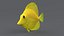 Zebrasoma Coral Reef Fish