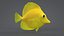 Zebrasoma Coral Reef Fish
