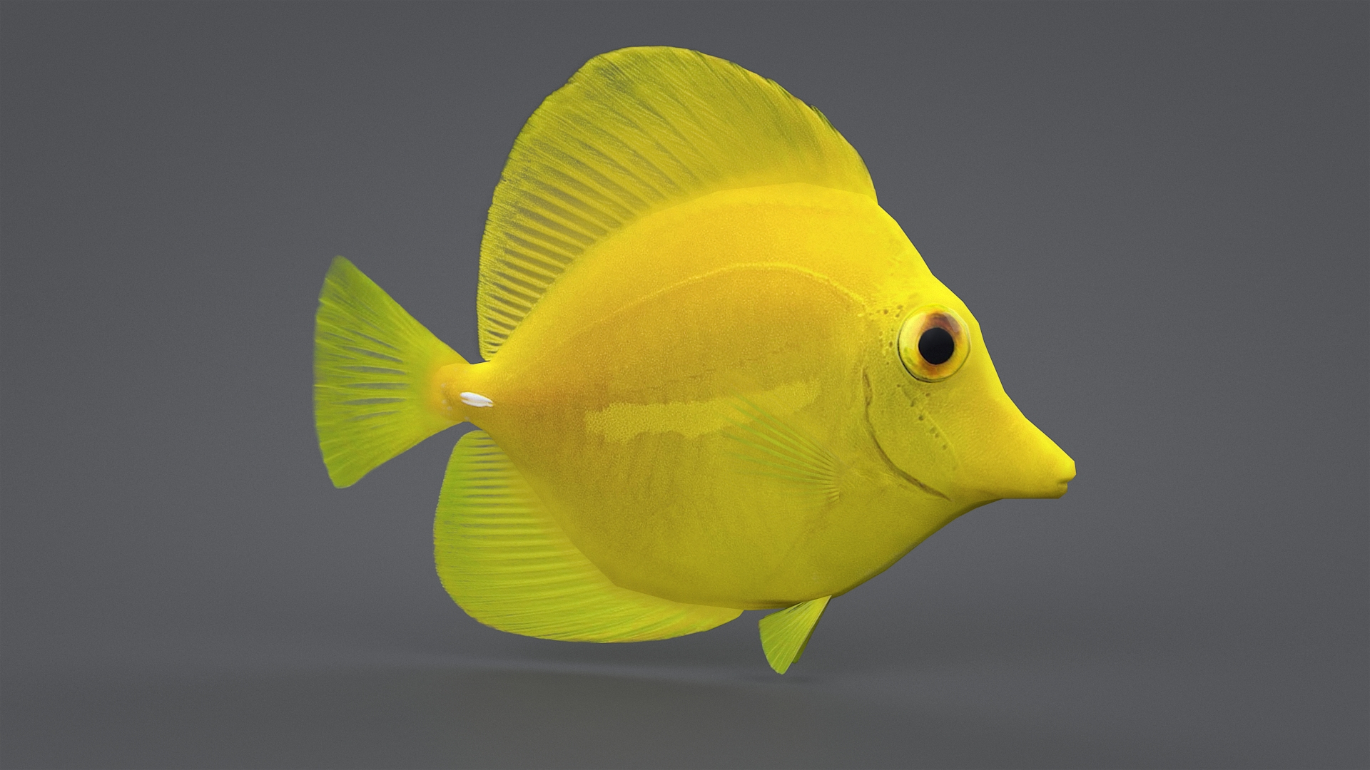 3D zebrasoma coral reef fish https://p.turbosquid.com/ts-thumb/V3/7mGk4O/soIIV85a/zebrasomatba/jpg/1578652558/1920x1080/turn_fit_q99/8daa7ab7f392ebb6deb9c0c66bcdee68e5ee5335/zebrasomatba-1.jpg