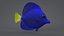 Zebrasoma Coral Reef Fish
