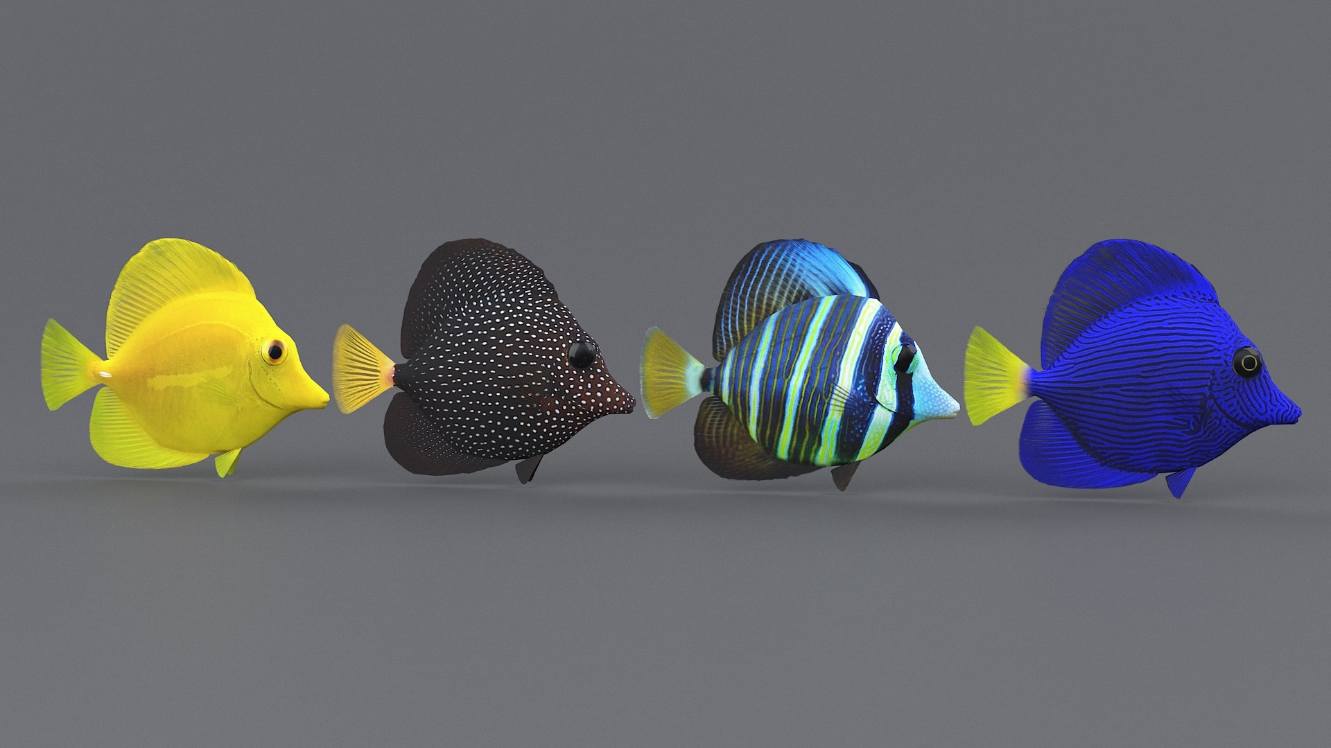 3D zebrasoma coral reef fish https://p.turbosquid.com/ts-thumb/V3/7mGk4O/tVWjLBQY/zebrasoma_17/jpg/1578652608/1920x1080/fit_q87/5e5360cd28ad240c06334bada113640bd440671d/zebrasoma_17.jpg