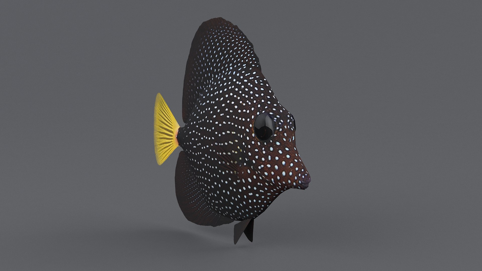 3D zebrasoma coral reef fish https://p.turbosquid.com/ts-thumb/V3/7mGk4O/vqRcxscW/zebrasoma_09/jpg/1578652607/1920x1080/fit_q87/949d65423b739c00163f620f308e81fc91acaa30/zebrasoma_09.jpg