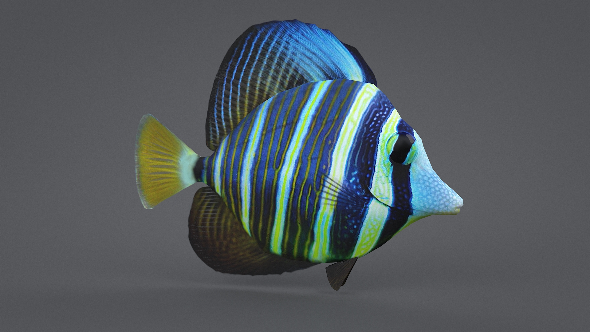 3D zebrasoma coral reef fish https://p.turbosquid.com/ts-thumb/V3/7mGk4O/wwNDnWxR/zebrasomatbc/jpg/1578652921/1920x1080/turn_fit_q99/82518333fdab80118fb21ad98986e86f3c63558c/zebrasomatbc-1.jpg