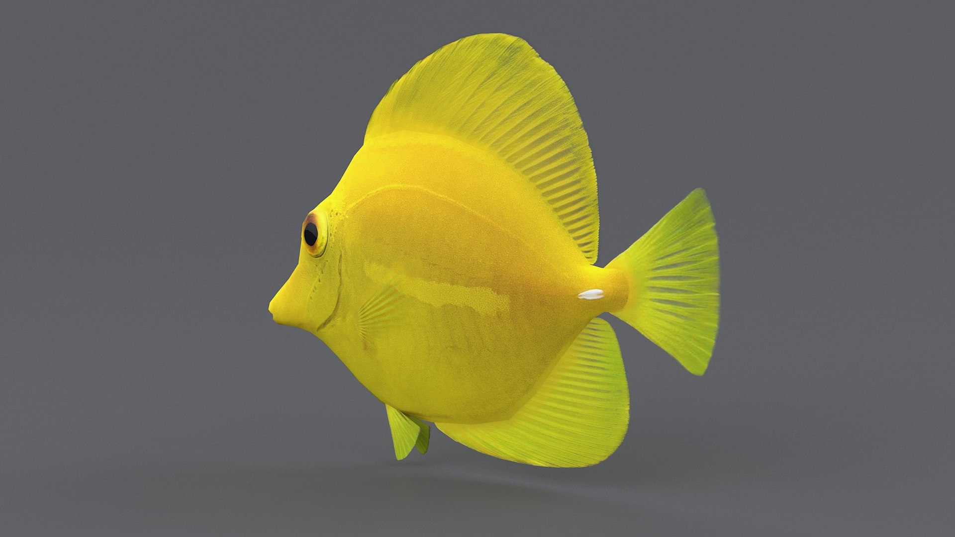3D zebrasoma coral reef fish https://p.turbosquid.com/ts-thumb/V3/7mGk4O/x584cUY0/zebrasoma_06/jpg/1578652607/1920x1080/fit_q87/a56076fdcfd264d9fd568dd8a45859da33ae47f4/zebrasoma_06.jpg