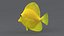 Zebrasoma Coral Reef Fish