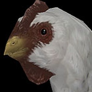 White Chicken