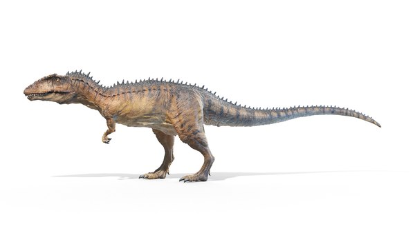 Allosaurus 化石 恐竜 ティラノサウルス カルカロドントサウルス Allosaurus 化石 恐竜 ティラノサウルス カルカロドントサウルス
