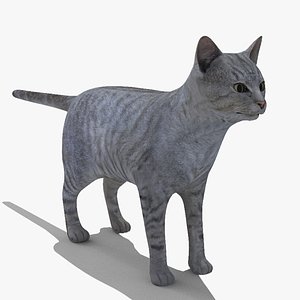 Mix Breed Domestic Gray Cat
