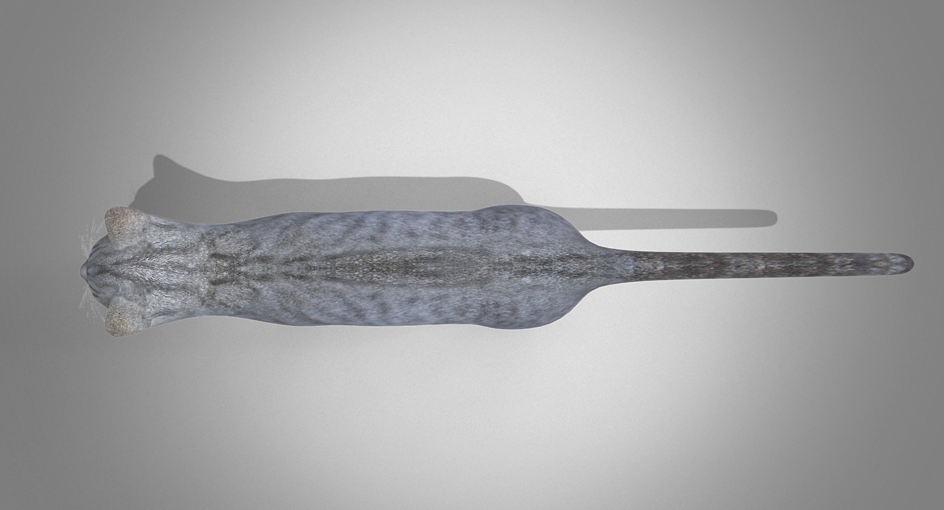 domestic cat max https://p.turbosquid.com/ts-thumb/V3/XPVc3r/RoQdqY5Q/cat0104/jpg/1478204712/1920x1080/fit_q87/4459a5a85b1142d42bd9202bd41f786de86f5652/cat0104.jpg