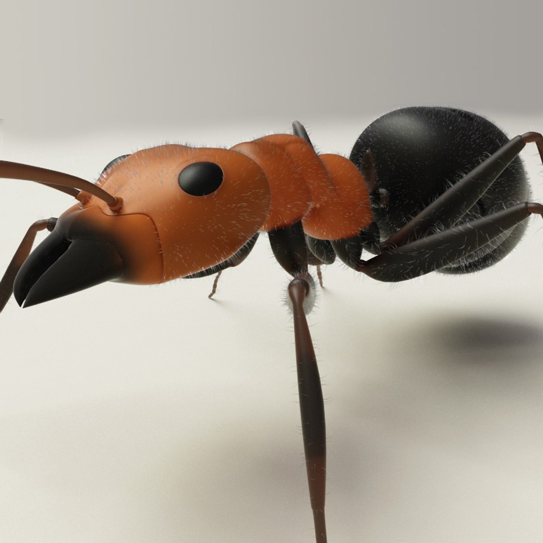 Max Ant Modelled