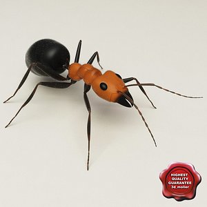 max ant modelled