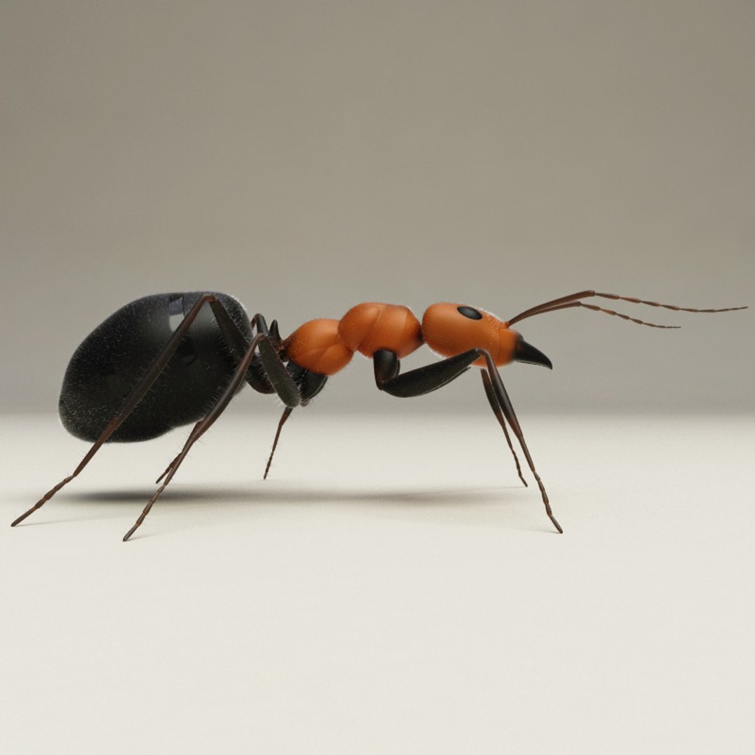 Max Ant Modelled