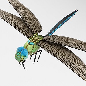 3D model Anax Imperator Rigged