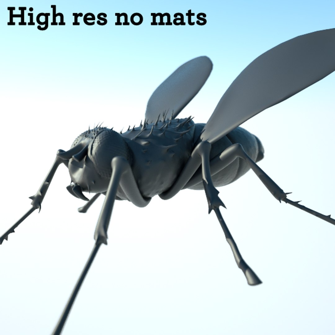 house fly obj https://p.turbosquid.com/ts-thumb/V3/dAL40H/ERS81PXh/fly1/png/1302457884/1920x1080/fit_q87/09a8f6dff9e6860ef8bab5e732908fe66ea1a4c8/fly1.jpg