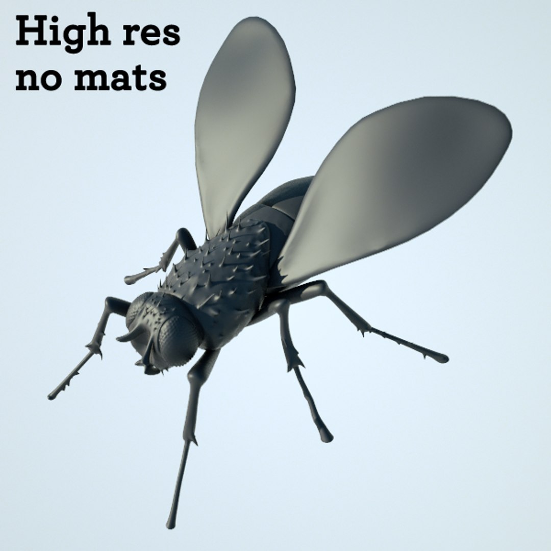 house fly obj https://p.turbosquid.com/ts-thumb/V3/dAL40H/Y7vdEcpD/fly3/png/1302457884/1920x1080/fit_q87/7ce5a6b37cf2fde8590b505b57a08956e3179ac9/fly3.jpg