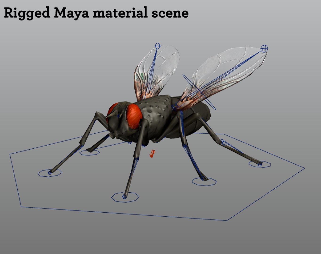 house fly obj https://p.turbosquid.com/ts-thumb/V3/dAL40H/czWk314g/maya_blinn/png/1302457884/1920x1080/fit_q87/34c4f67e01d7bfef379148b746b00390019155a5/maya_blinn.jpg