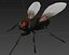 Rigged House Fly