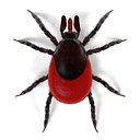 Tick (Ixodes Ricinus)