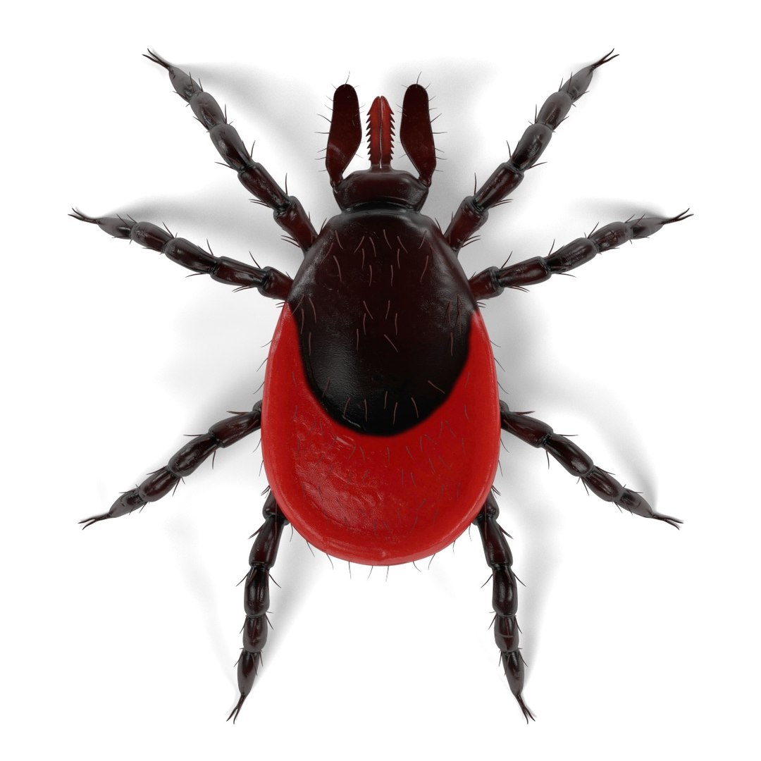 3D Insect - Huge Collection https://p.turbosquid.com/ts-thumb/V3/e3b8TD/K04HUBHT/tick/jpg/1661643987/1920x1080/fit_q87/cb855f315633dd03fdb40042c1e211351481669d/tick.jpg