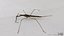 Water Stick Insect 3D model