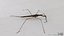 Water Stick Insect 3D model
