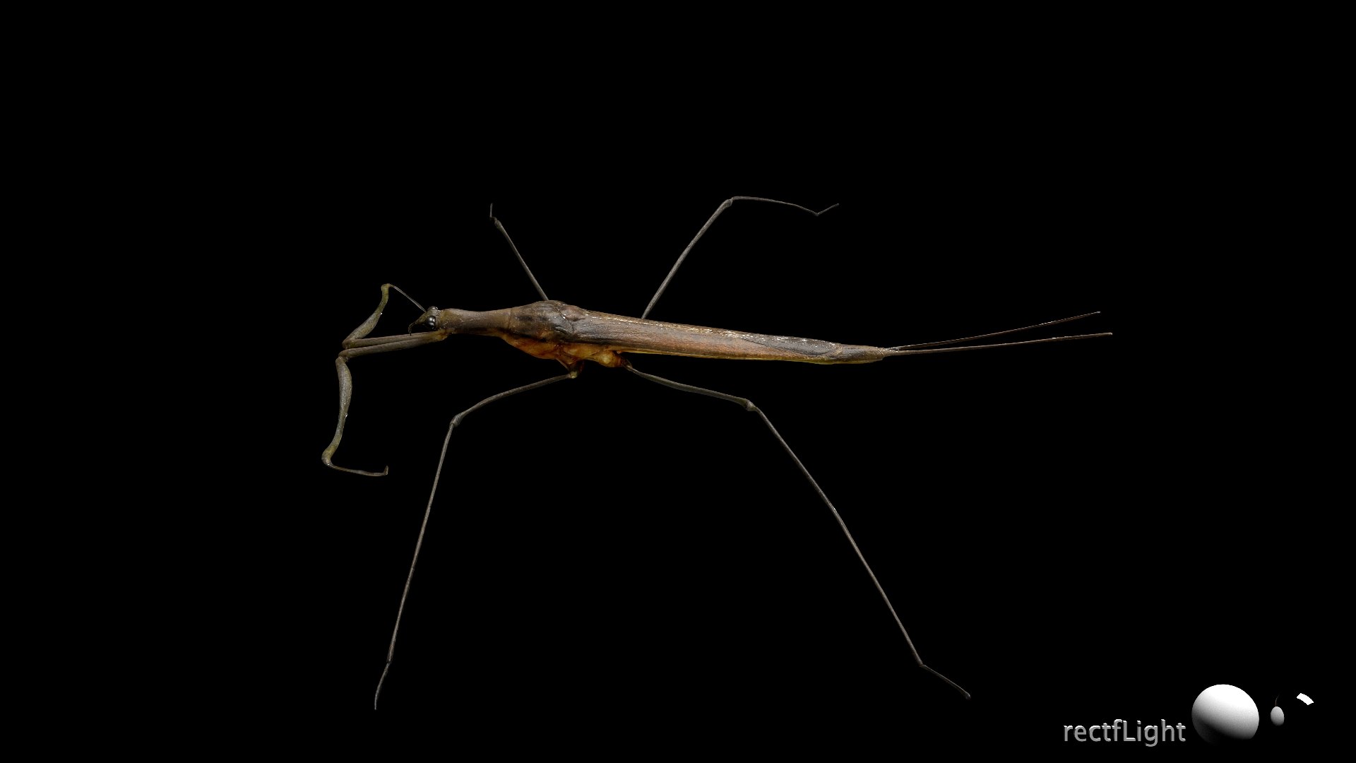 Water Stick Insect 3D Model - TurboSquid 2407509