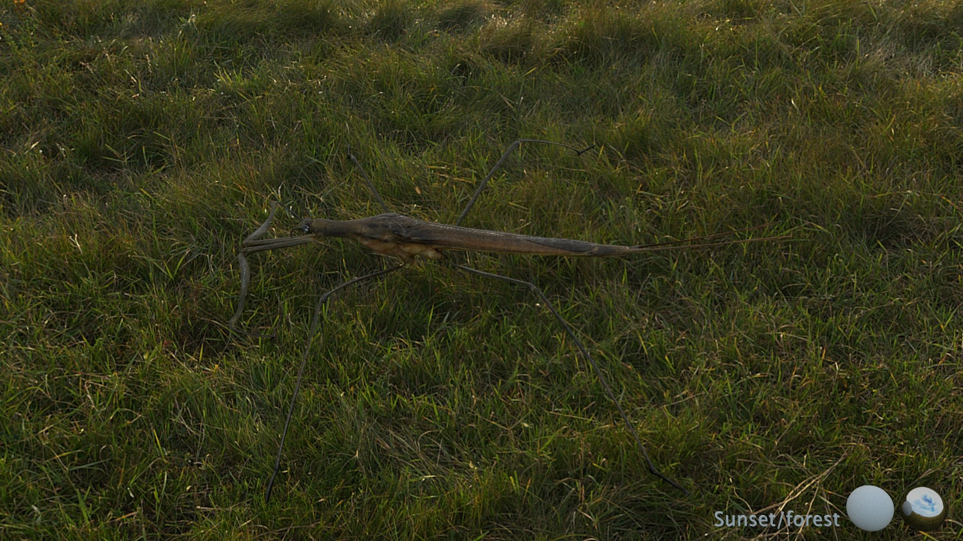 Water Stick Insect 3D Model - TurboSquid 2407509